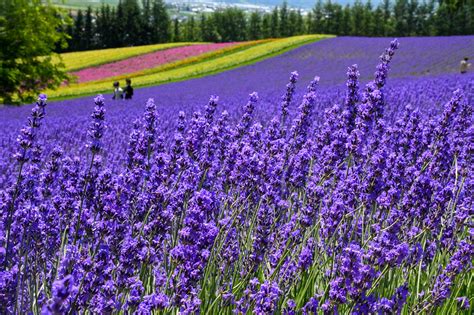 Five Reasons To Add Hokkaido To Your Japan Summer Itinerary Hokkaido