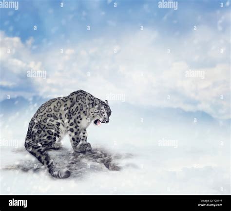 Snow Leopard Sitting On The Rock Stock Photo Alamy