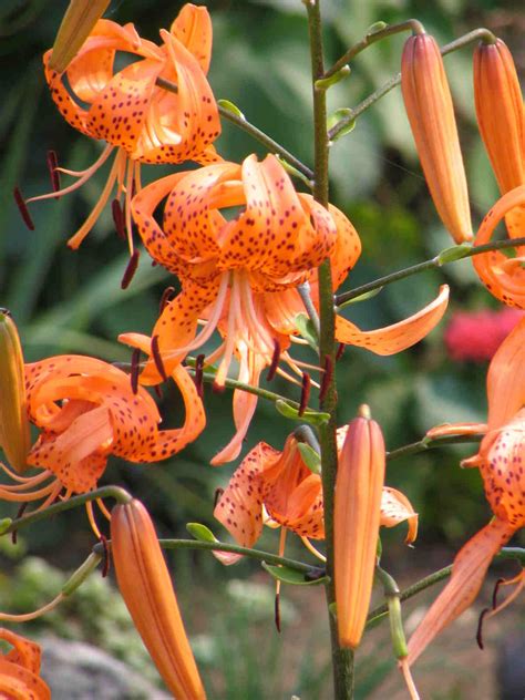 Green Girly Zone 3 Flowers Tiger Lily