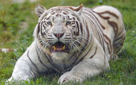 Download Wallpaper 1920x1200 Bengal Tiger Tiger White Fangs