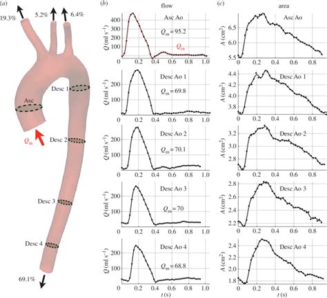 A Geometry Of The Human Upper Aorta Acquired By Mri B Blood Flow