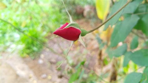 Beautiful Red Color Flowers And Buds Plants Stock Photo Image Of