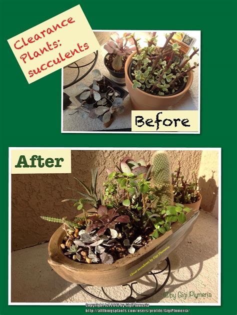 Save Money: Buy Clearance Plants→Clearance Plants (before ...