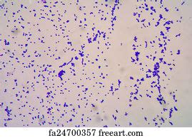 Free Art Print Of Bacteria Cells Gram Positive Cocci In Chain Bacteria Cells Gram Positive