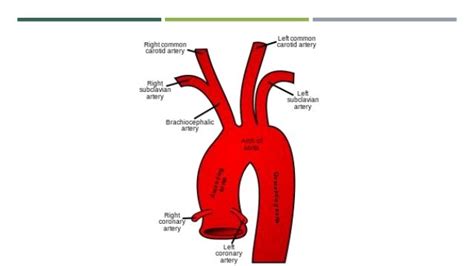 La Aorta Y Sus Ramas Anatomia Y Fisiologia Humana Anatomia Medica Images