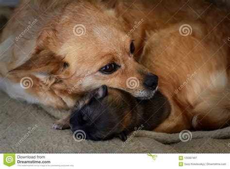 Newborn Puppy With Mother The Concept Of Maternal Instinct Stock