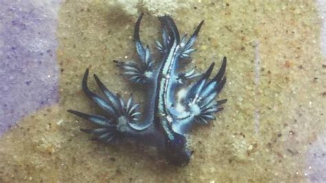 Weird Sea Creatures Emerge To Sting Swimmers In Australian