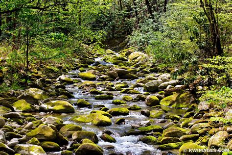 Framed Photo Print Of Forest Stream Mossy Stones Smoky Mountains
