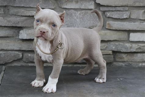 American Pit Bull Terrier Puppies For Sale Duncanville Tx