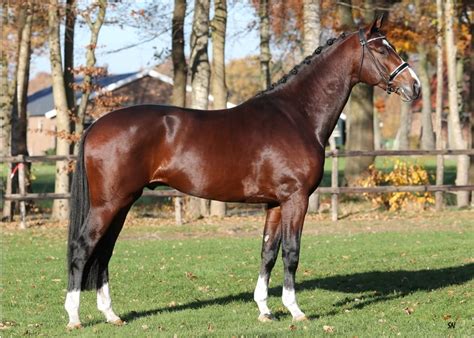 The kwpn stallion uccello, viewed at the oberndorf stallion station, part of the celle state stud in germany, june 2010. Nieuws