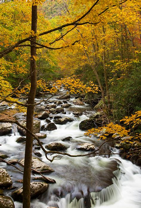 Autumn Rapids Of Tremont Tremont Region Great Smoky Mountains