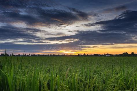 Sunset Over The Rice Fields Stock Photo Image Of Cloud Plantation
