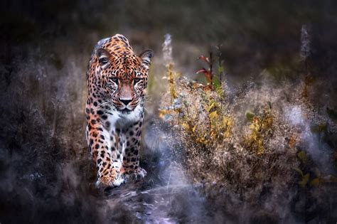 Leopard Big Cat Wallpaperhd Animals Wallpapers4k Wallpapersimages