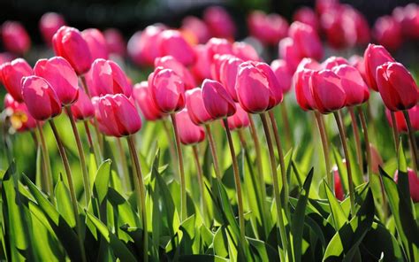 Pink Tulips Spring Nature Wallpaper Nature And Landscape Wallpaper