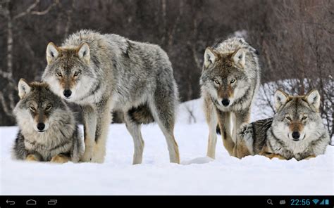 Check spelling or type a new query. Wolves live wallpaper - Android Apps on Google Play