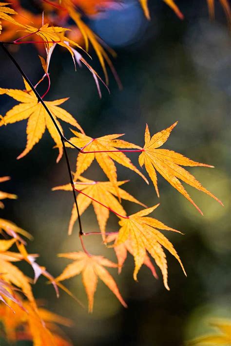 A Guide To The Different Types Of Japanese Maple Trees Barclay Bryan