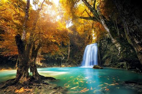 Descobre As 13 Florestas Mais Bonitas Do Mundo — Idealistanews
