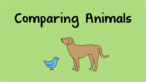 Comparing Animals Youtube