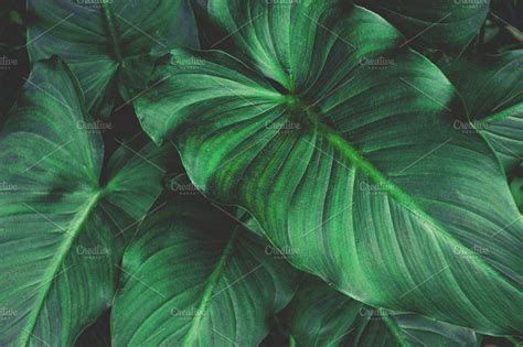 Large Tropical Leaves Containing Large Tropical Leaves Big Leaves And