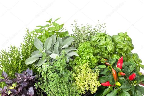 Fresh Kitchen Herbs — Stock Photo © Alexraths 28696033