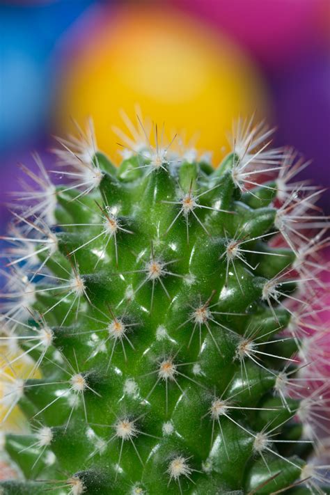 Cactus Free Stock Photo Public Domain Pictures