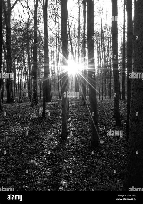 Sun Shining Through Trees In Forest Stock Photo Alamy