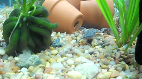 The frogs don't seem to care one way or the other. Female African Dwarf Frog Feeding - YouTube