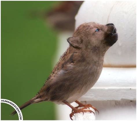 Animals that don’t exist (116 pics) - Izismile.com