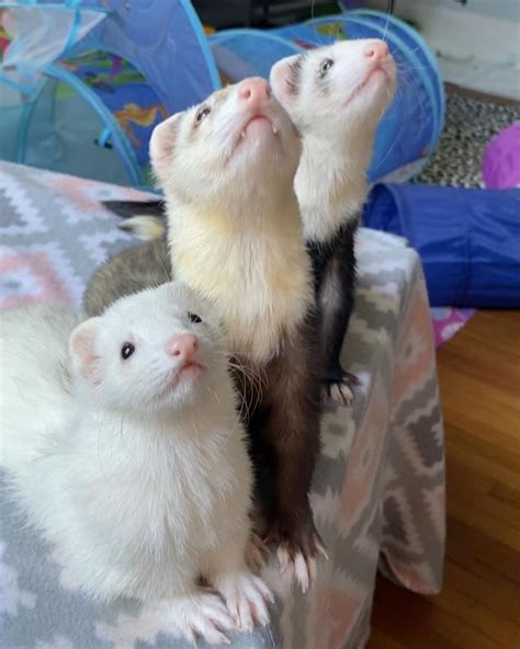 Ferret Looking Animal With Cat In The Name Peepsburghcom