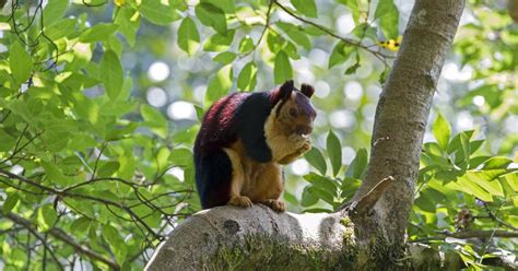 Malabar Giant Squirrels Are The Flashiest Animal In The Forest