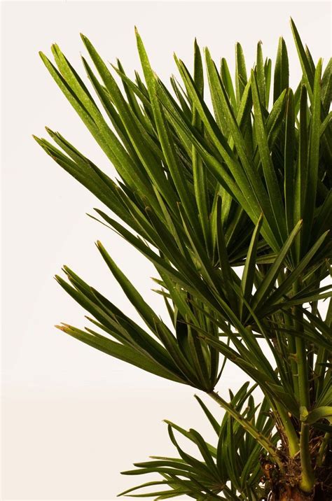 Comprar Palmito Chamaerops Humilis Online April Plants En 2022
