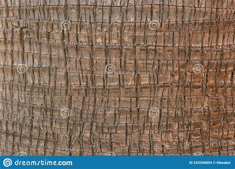 Detail Of The Trunk Of A Washingtonia Palm Tree Stock Photo Image Of
