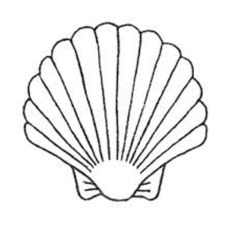 Clam shell | Shell drawing, Shell coloring pages, Coral drawing