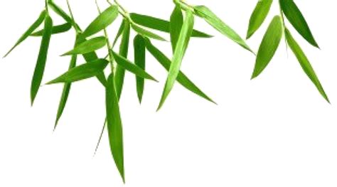 Download Bamboo Leaf Transparent Background Hq Png Image Freepngimg
