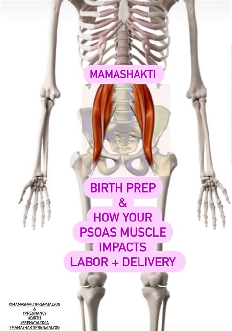 Pregnancy Your PSOAS Muscles