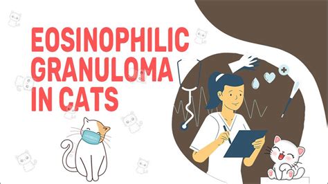 Eosinophilic Granuloma In Cats Petmoo