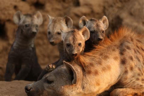 Discover Why Hyenas Laugh and What It Means When They Do | Animals