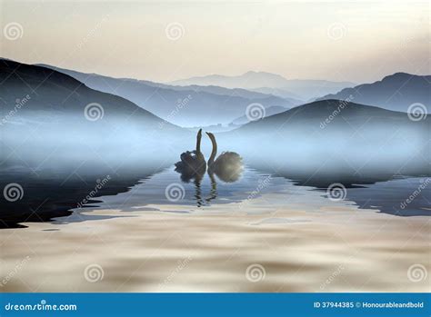 Beautiful Romantic Image Of Swans On Misty Lake With Mountains I Stock