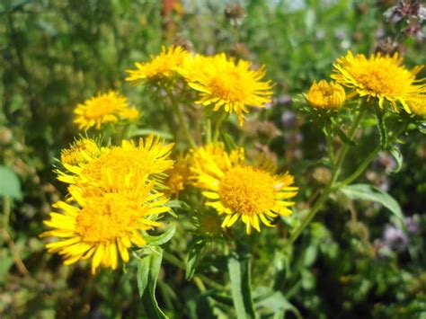 Asters are a type of beautiful perennial flower that can fill your garden with beautiful shades of purple and pink. Daisy-like Flowers In My Garden - Dave's Garden