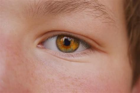 Epicanthus is a vertical fold of skin over the angle of the inner canthus of the eye. Eye color facts, Amber eyes color, Amber eyes