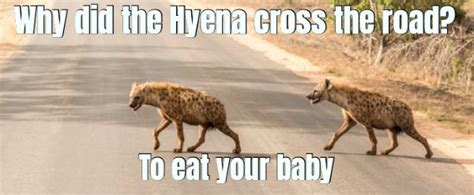 Hyena Memes Rhyenas