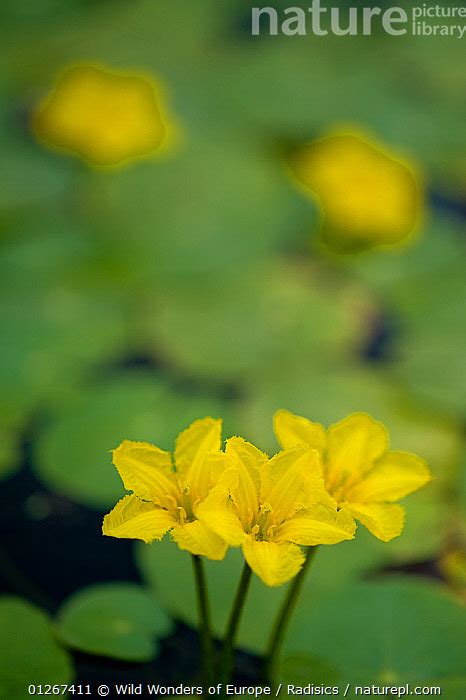 Stock Photo Of Three Fringed Water Lily Yellow Floating Heart