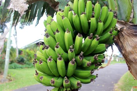 Free Picture Banana Fruit Food Plant Exotic Nature Organic