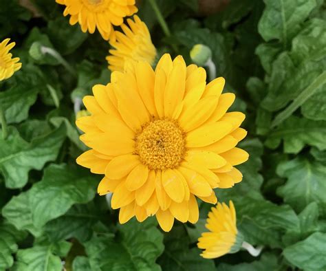 15 Full Sun Perennials For Your Garden Natalie Linda