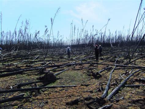 Boreal Forest Fires Could Release Deep Soil C Eurekalert