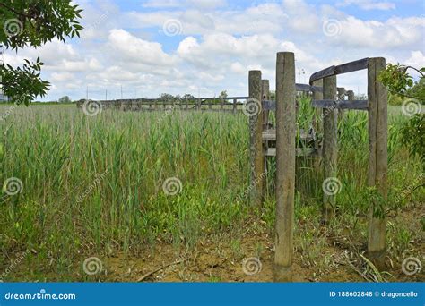 Wooden Walkway Across Wetland Stock Photo Image Of Footpaths