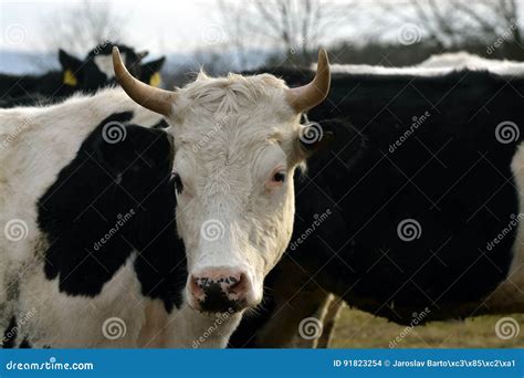 Young Bulls Stock Photo Image Of Park Meadow Pasture 91823254