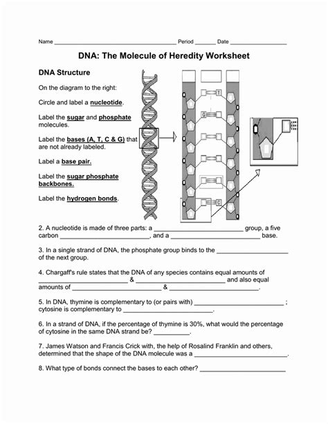 Dna The Molecule Of Heredity Worksheet Answers Worksheets Samples