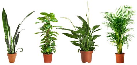 Plants are much cheaper and easier to maintain than air filters too! Four Powerful Air Purifying Plants to Clean the Air in ...