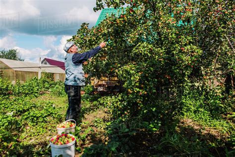 Caucasian farmer picking fruit in garden - Stock Photo - Dissolve